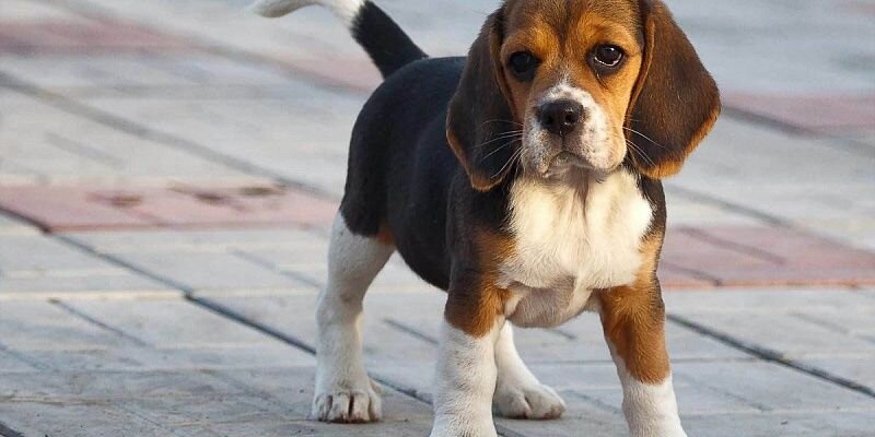 Животное - компаньон. Они очень популярны, их часто заводят в качестве домашнего питомца. Способны к обучению и умеют себя вести в социуме, обожают играть. Собак используют на охоте, они прекрасные сторожа. В настоящее время насчитывается около 500 пород собак. Самые добрые из них - лабрадор, болонка, золотистый ретривер, спаниель, колли. Они обладают жизнерадостным характером, ласковые, дружелюбные и общительные. Учёные доказали, что собаки умеют распознавать настроение, скучают по своим хозяевам, испытывают ревность. Но всегда стоит помнить о том, что характер собаки зависит от воспитания.