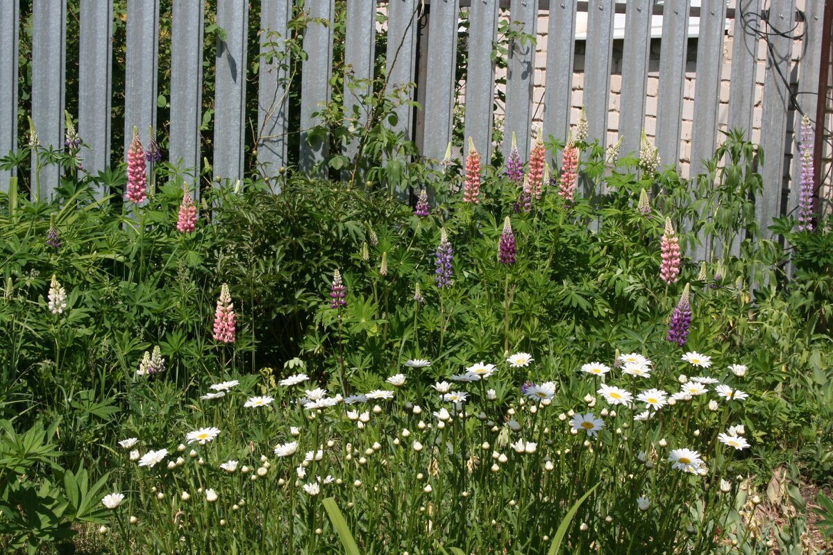 Такая не хитрая красота перед домом. Цветы перемешаны и получается, что всегда что-то цветет. 