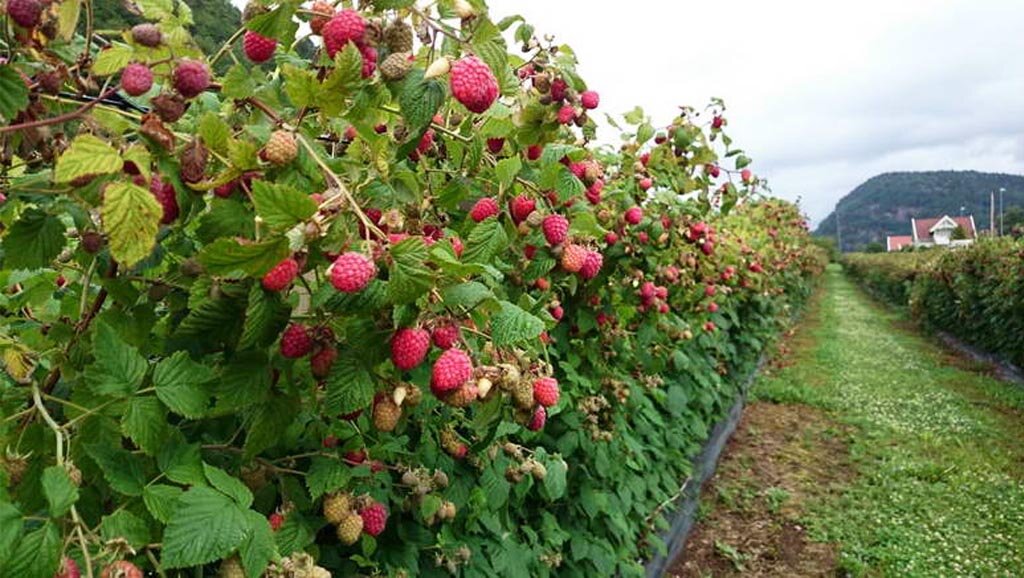 Малина не любит много тени