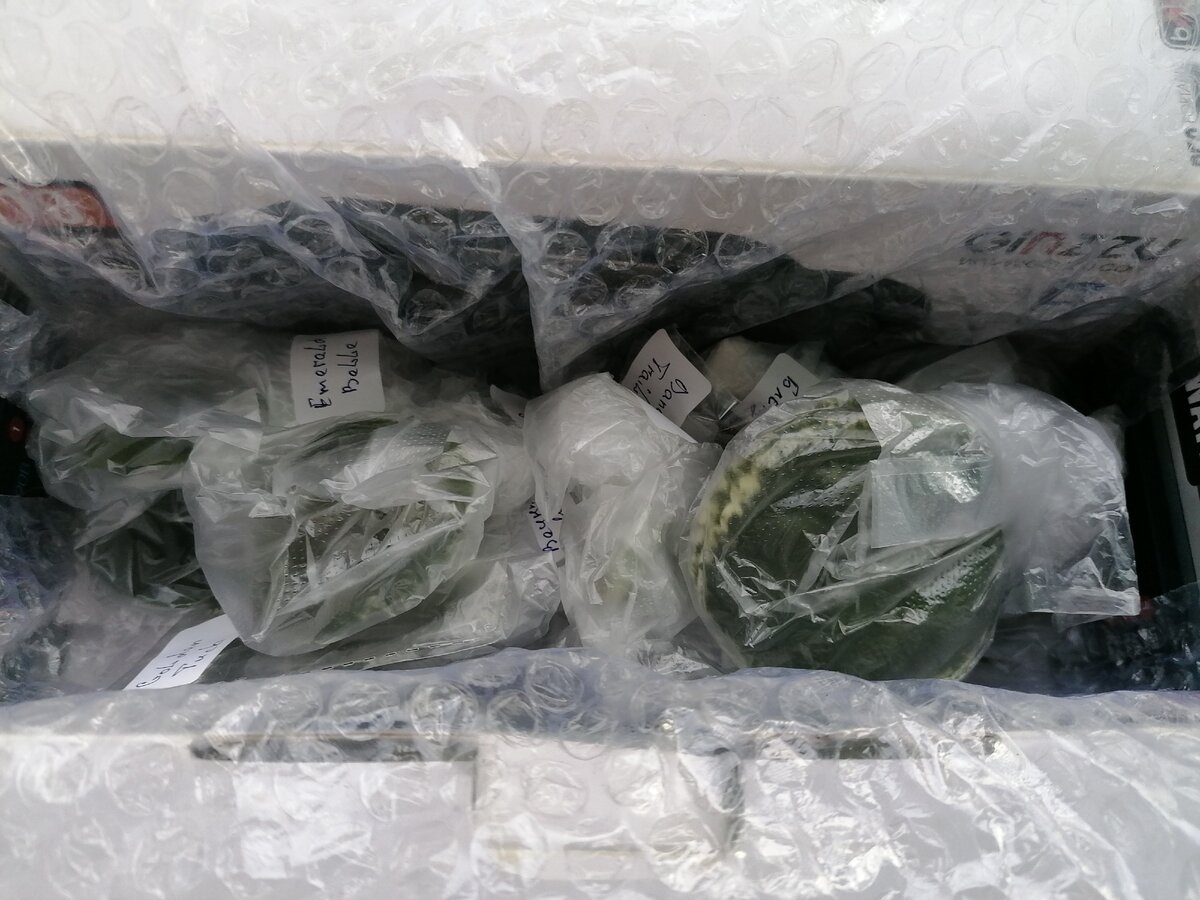 Что внутри посылки? Новые листики фиалок. Личное фото автора