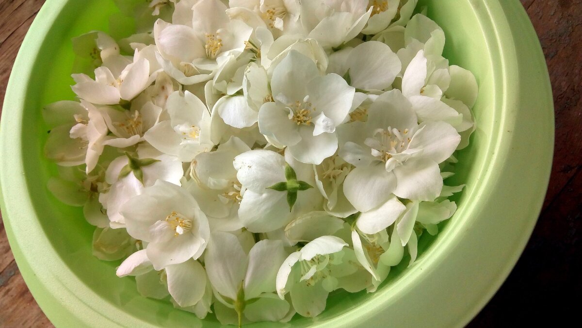 некоторые чубушники не имеют аромата, к сожалению