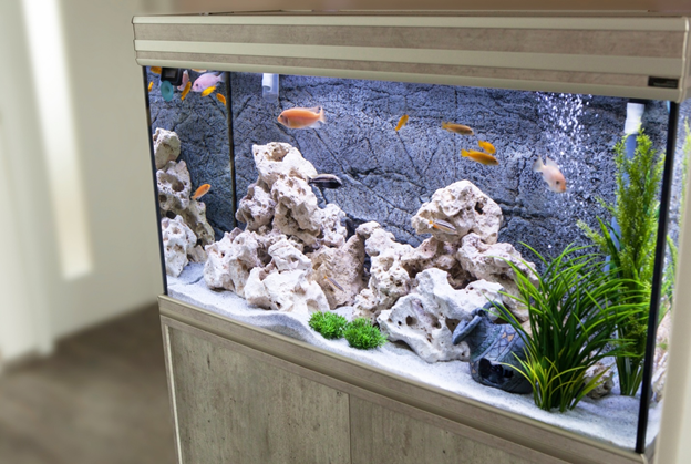 Что нужно знать перед покупкой аквариума? | Бетховен - сеть зоомагазинов |  Дзен
