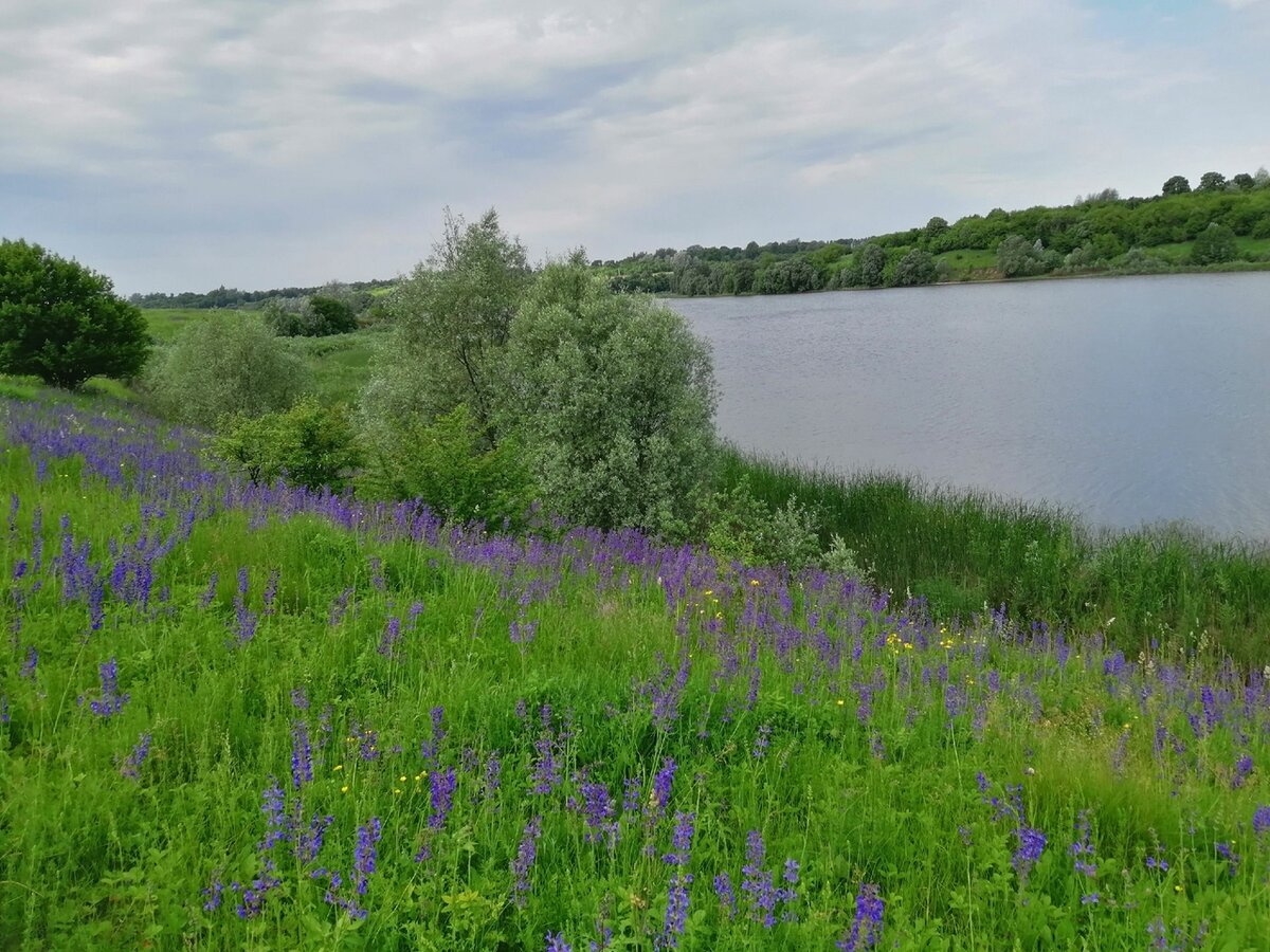 Та самая поляна