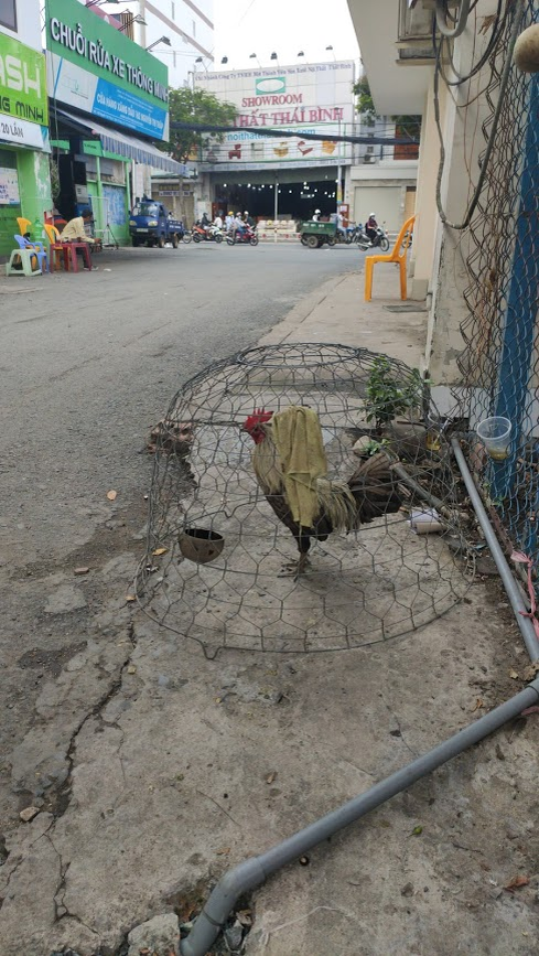 А это петух на автомойке, вне клетки еще курочки бегали