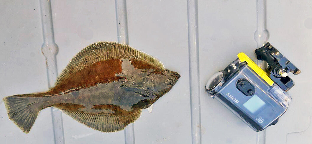 Всё для вас, наши дорогие читатели! Одной рукой ловим, другой — снимаем фото, видео и пишем тексты, чтобы поделиться ценной и редкой информацией. 
Фото, камера, добыча — Виталий Сероухов.