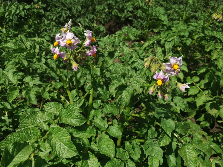 В этом году у меня картофель что надо!