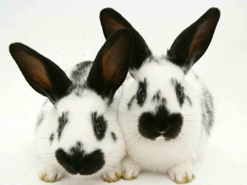 Изображение из сервиса Яндекс.Картинки