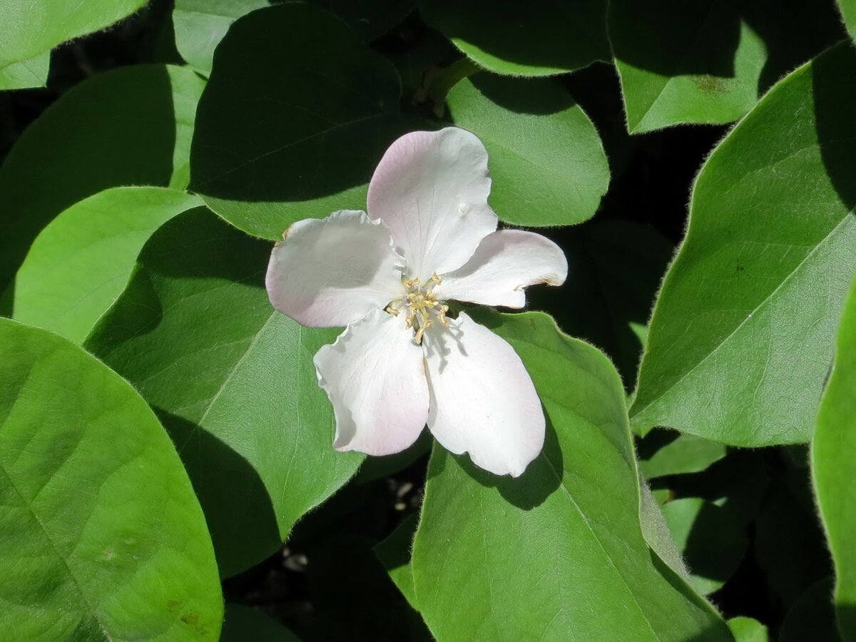  впервые зацветшее дерево, выращенное из семян