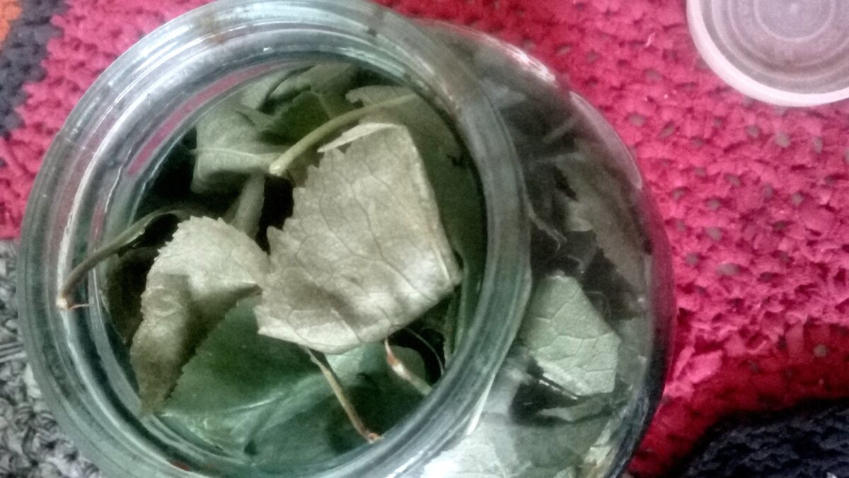 обрезала вишню - нарвала 2-х л банку листьев!