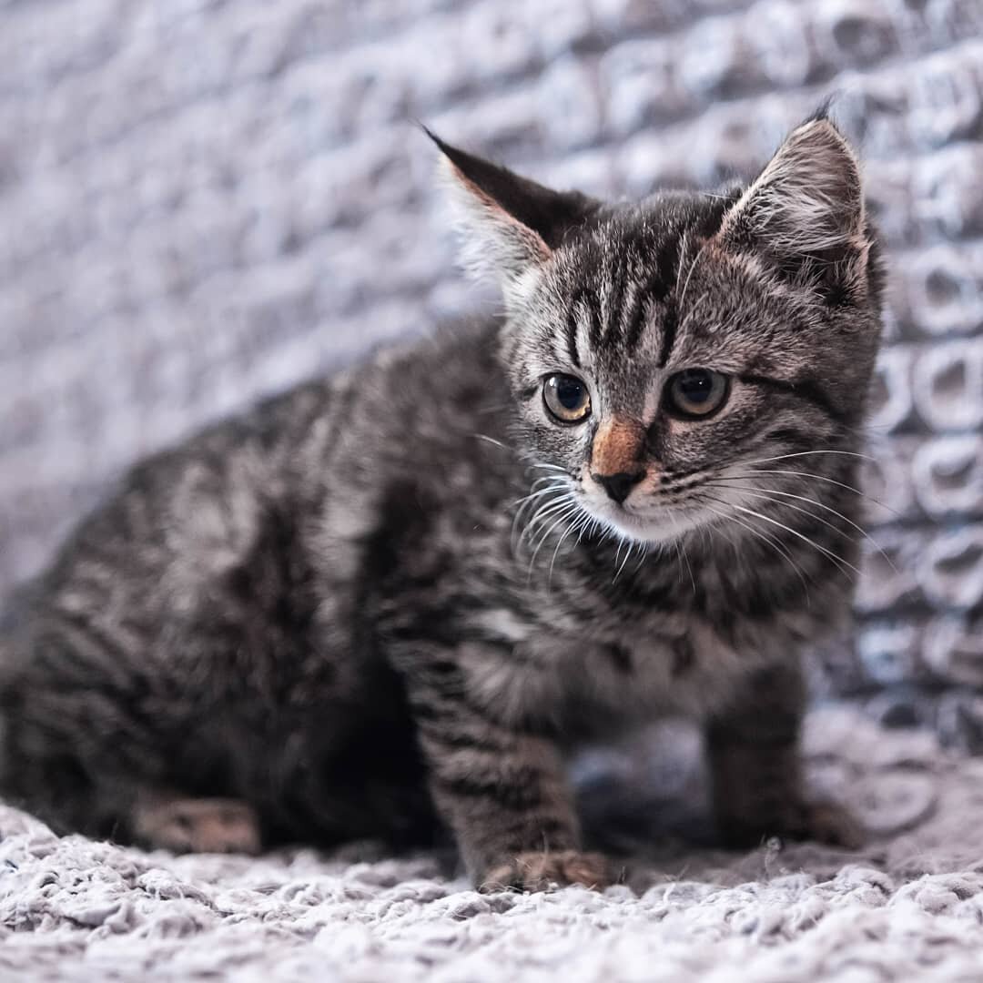 Доставка по Москве и МО области 