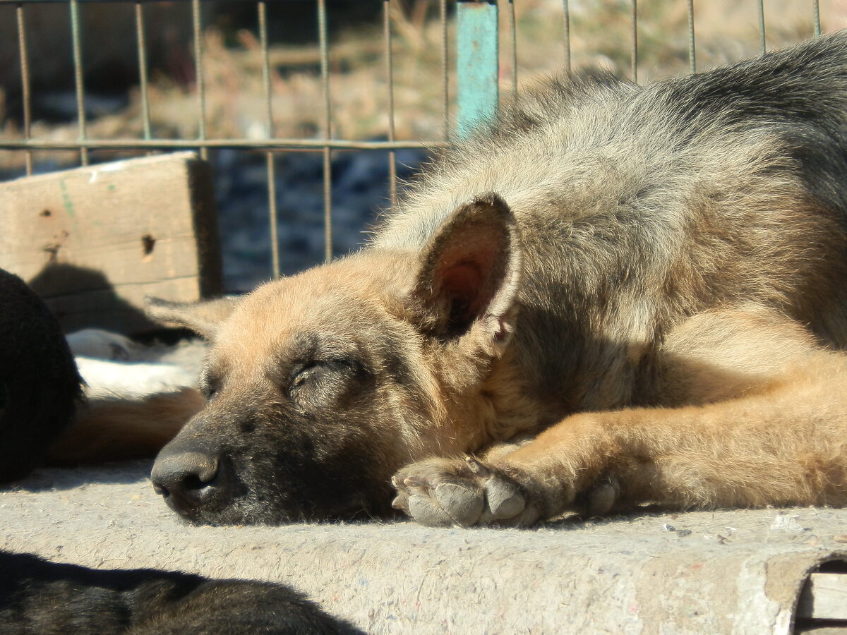Фото: приют "DogHope"