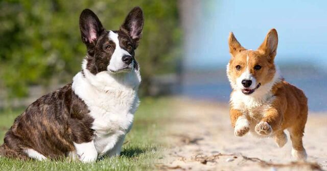 Собаки породы Вельш-корги Пемброк и Кардиган - это постушьи собаки, поэтому вы должны знать, как с ними обращаться.  1. Пока ваша собака щенок, гуляте с ней 5-6 раз в день.   2.