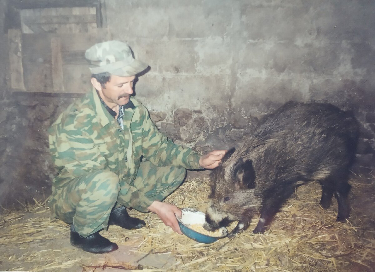 Дикий кабанчик перезимовал у Виктора дома, а весной отправился на станцию обучения собак