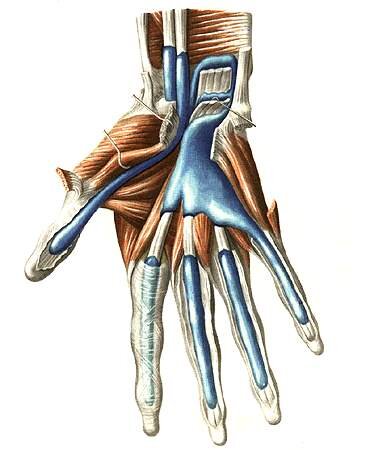 Фасциальные влагалища кисти|Фото: http://www.spravochnik-anatomia.ru/