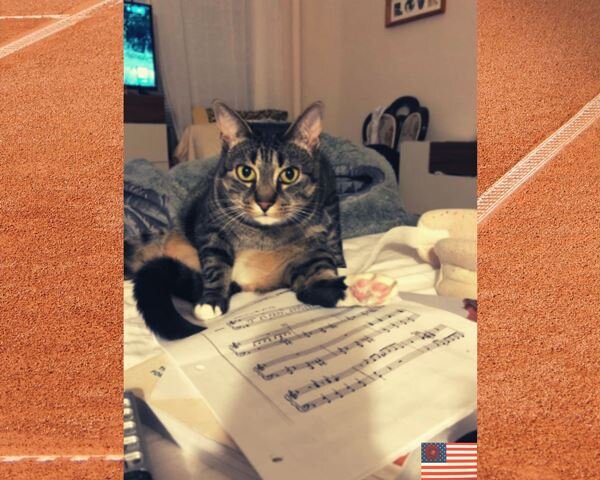 Кот музыканта.