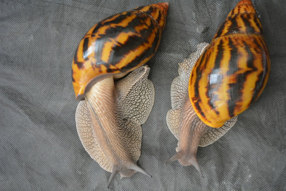 Ахатина ахатина 