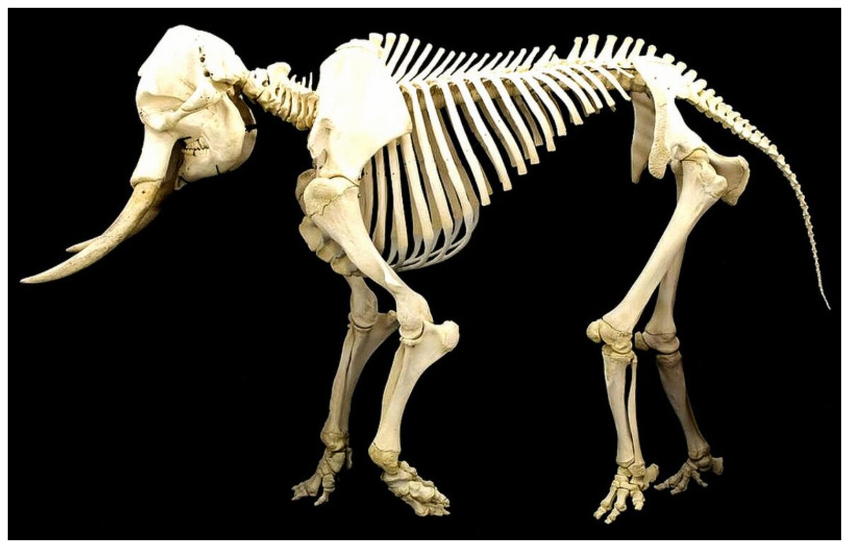 Скелет слона