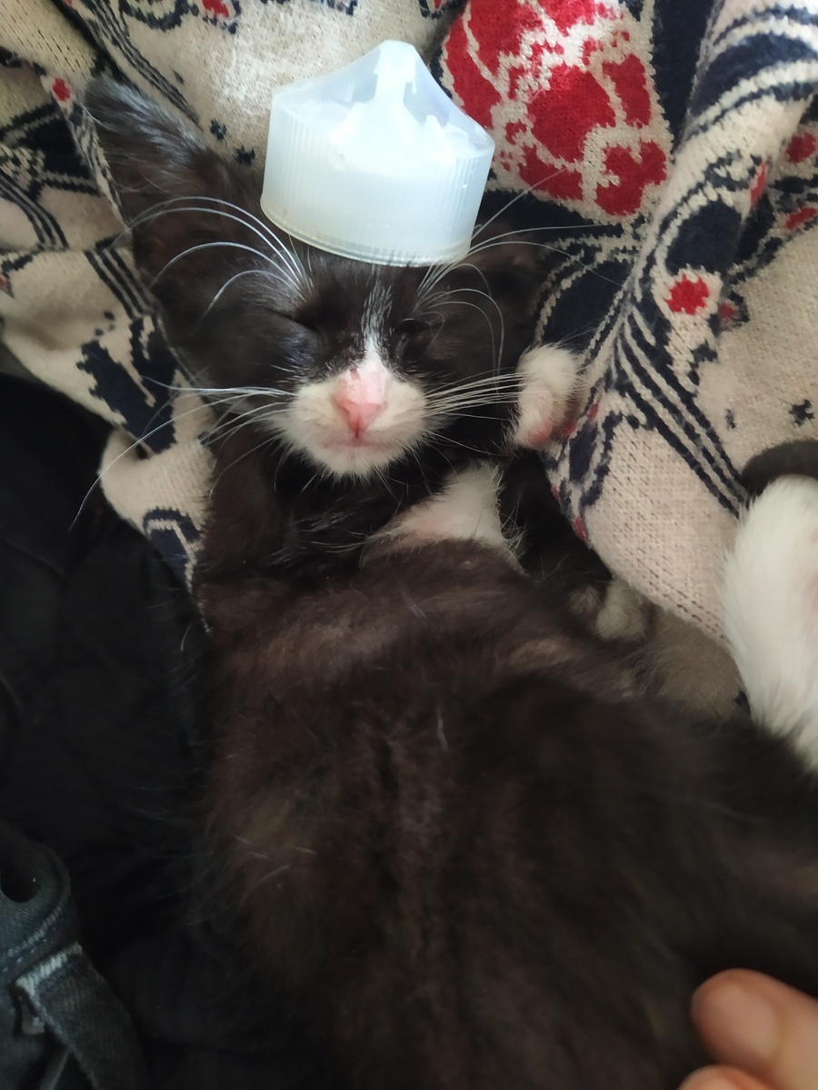 Обрел дом и был зачислен мной в рядовой состав