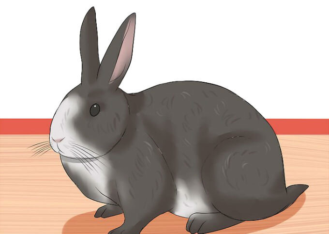 Сколько обычно живут декоративные кролики