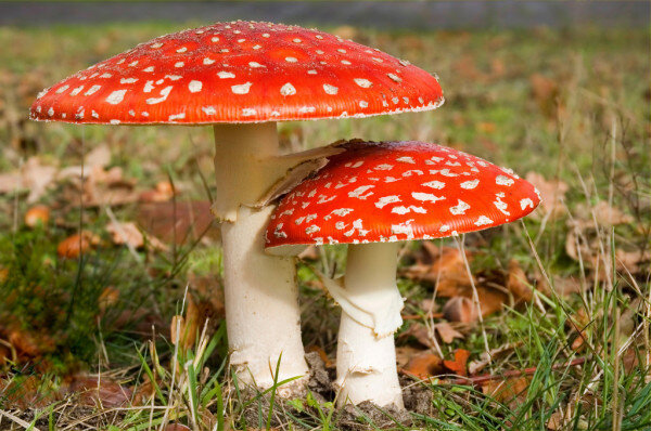 Amanita muscaria