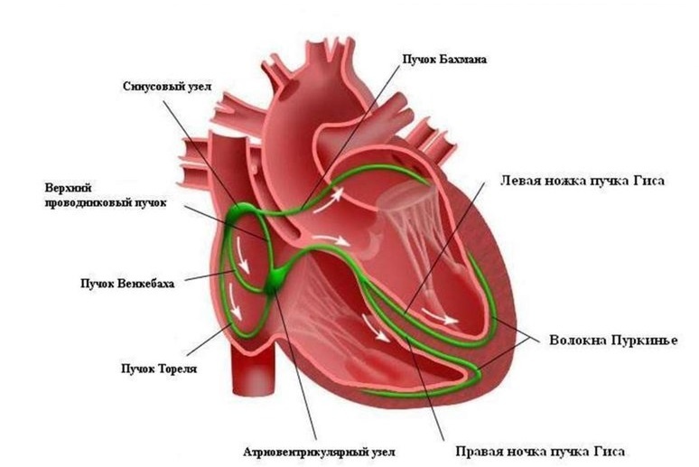 Проводящая система сердца