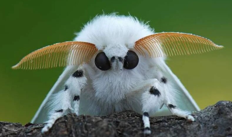 Меховая милашка - мотылёк-пудель | PetZona - канал о животных | Дзен