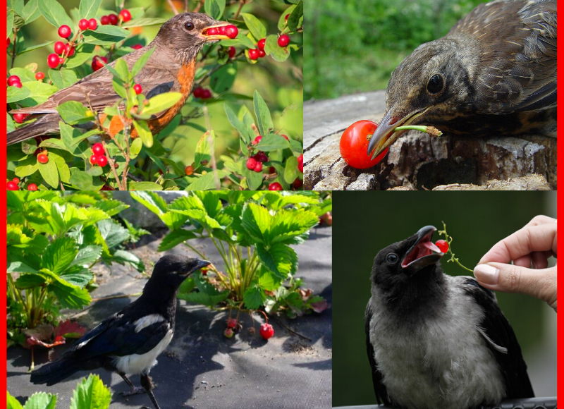 Птичья напасть на урожаи ягод