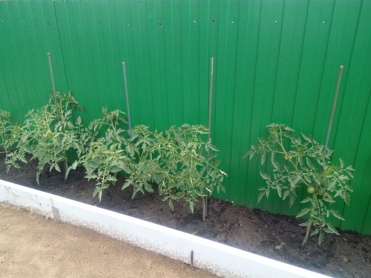 Мои красавцы