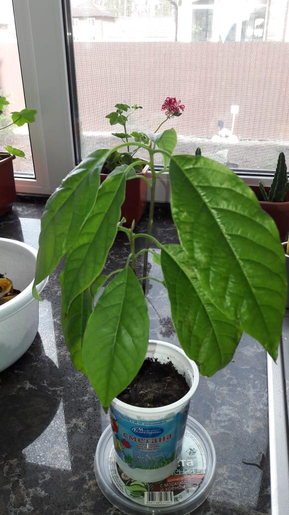 Фото от 28 апреля 2020