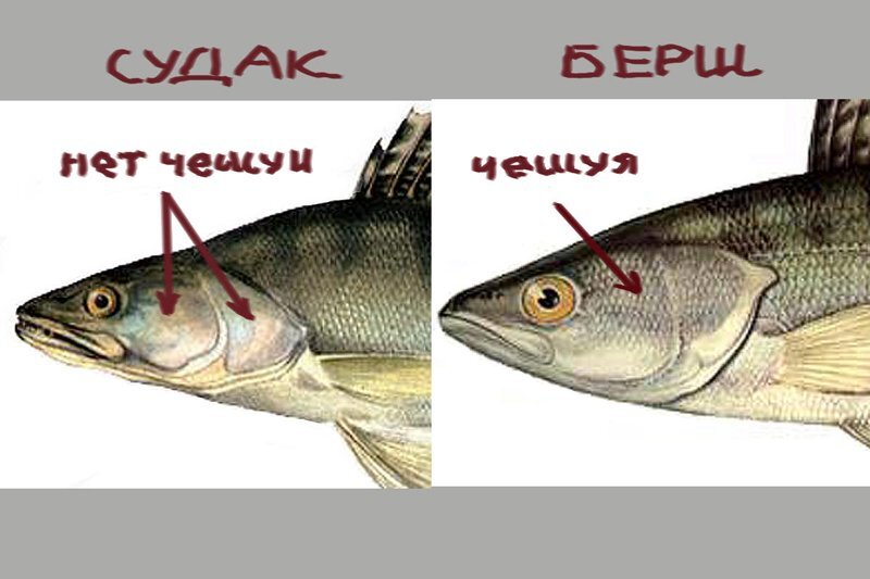 Берш рыба фото отличие от судака Главные отличия берша от судака Диалоги о рыбалке Дзен