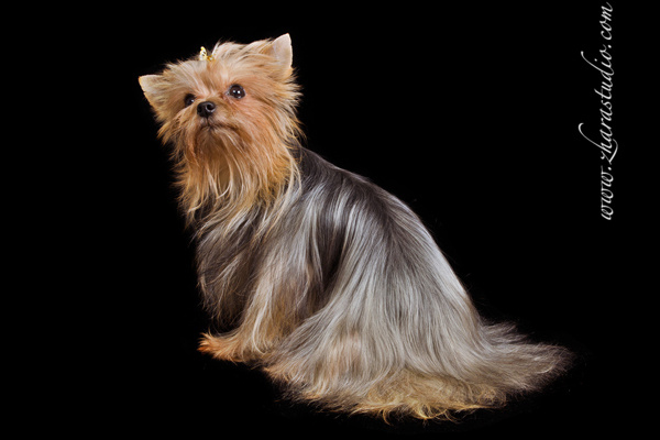 Йоркширский терьер ЕСИЛЬ ВИШНЯ Х'ИТ УЛДУЗ 13 лет