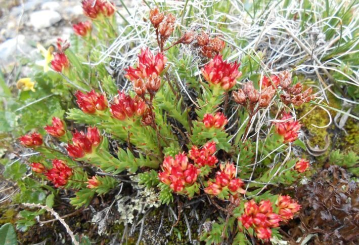 Красную щетку принимают в виде настойки, могут совмещать с приемом боровой матки