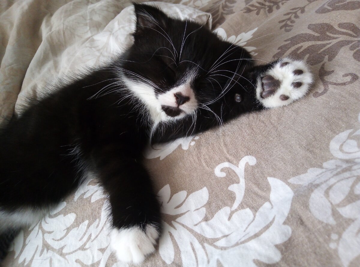 Вот так мы любим спать. Так и хочется целовать эти мягкие лапки