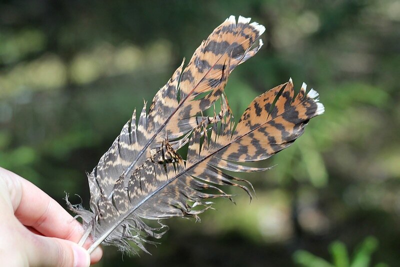 Птицы теряют перья не только в драке
