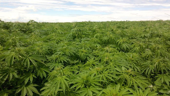 Плантация конопли обнаружена в Амурской области 