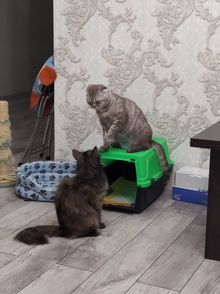 выяснение отношений: кто главнее?