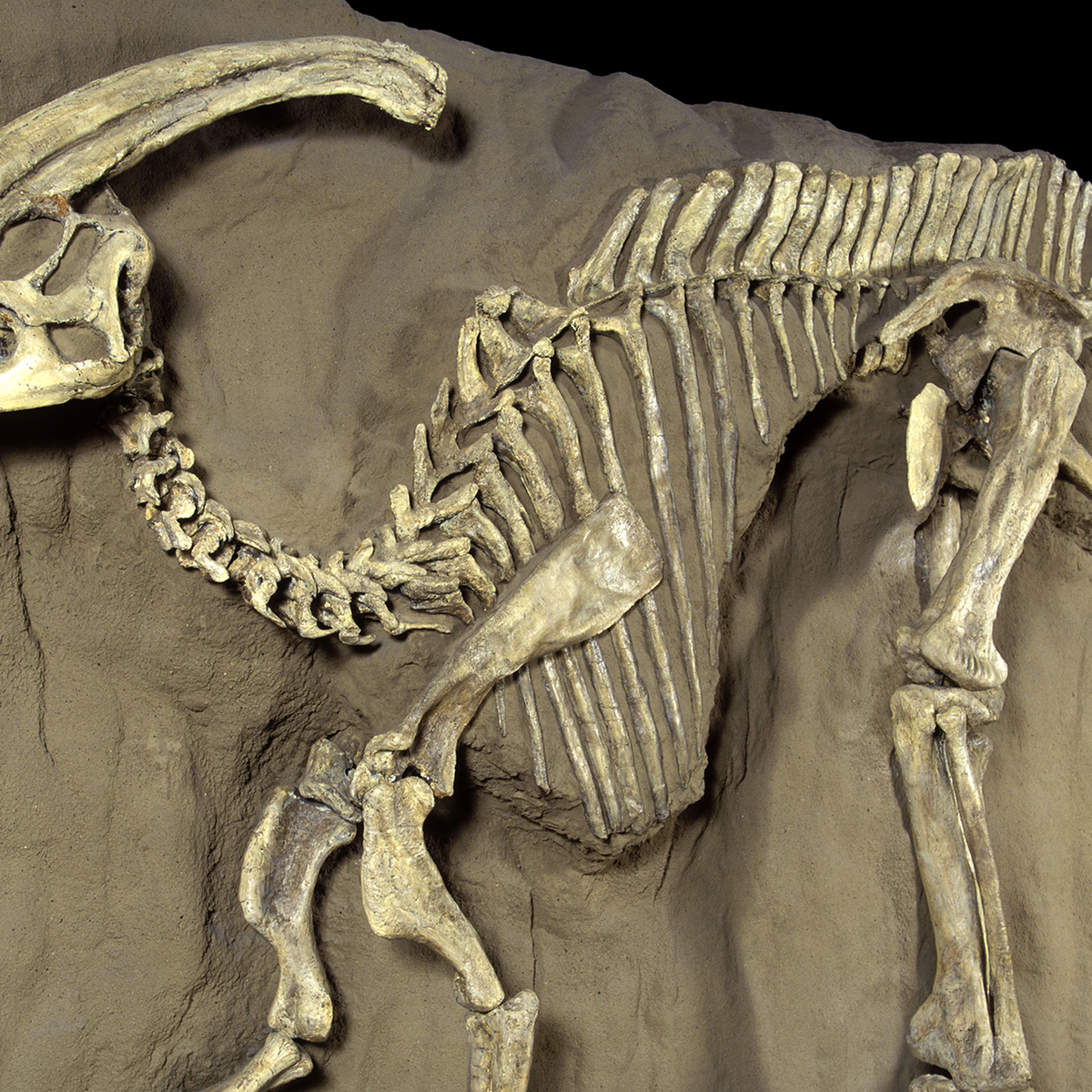 Окаменелые останки динозавров. Окаменелые кости динозавров. Ископаемые останки динозавров. Найденные останки динозавров.