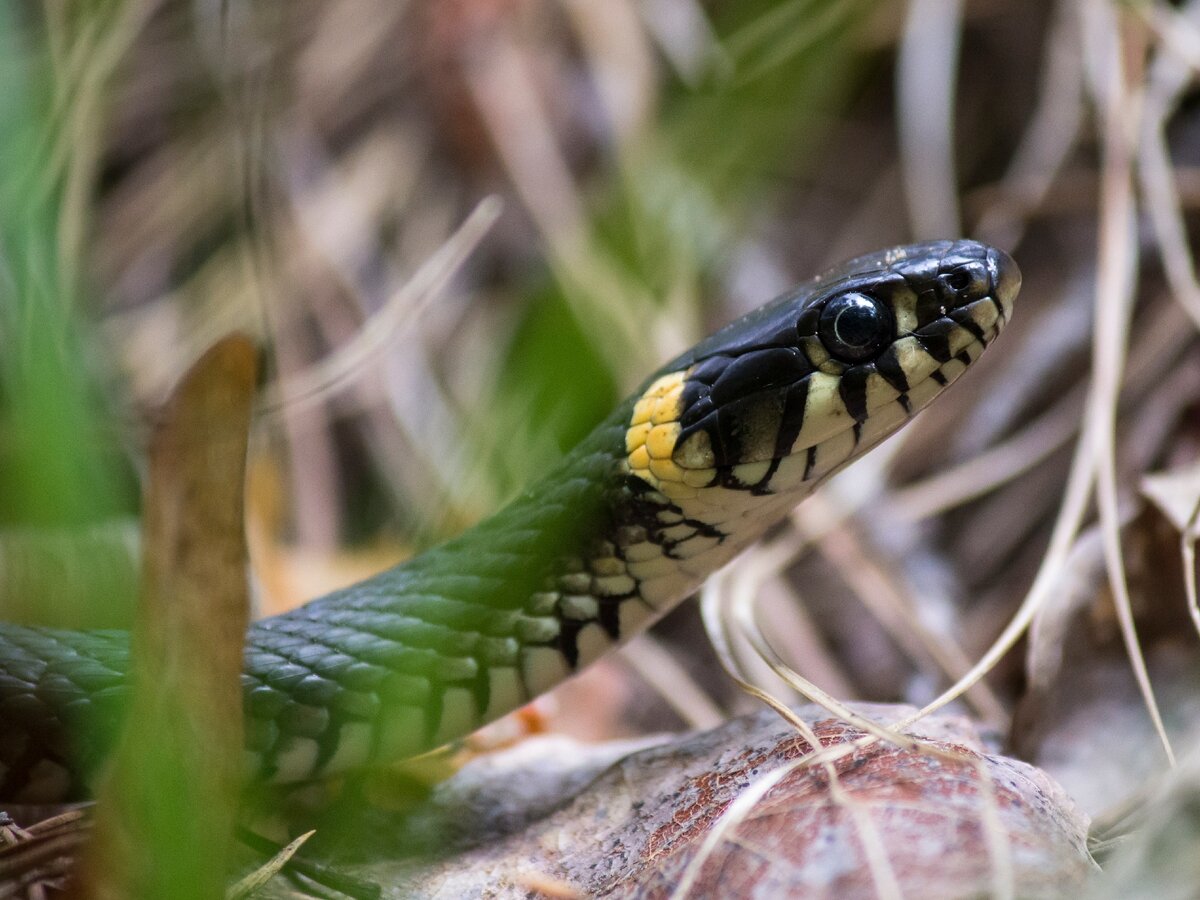 Уж обыкновенный. Фото автора