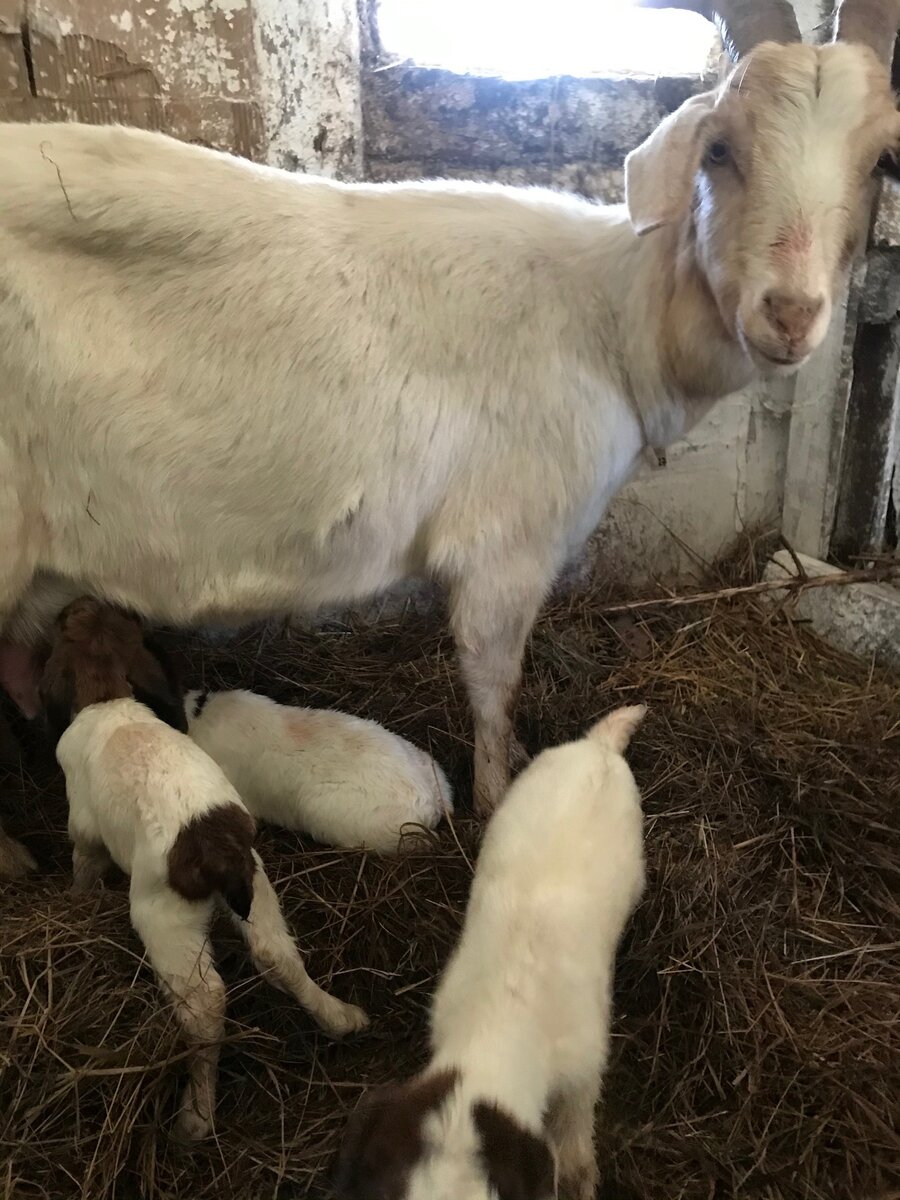 Мадам Белоухова