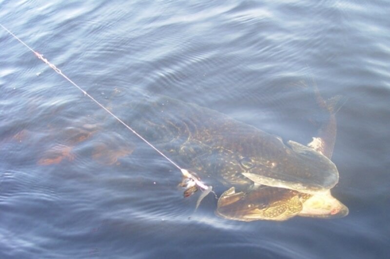 Фото взято из интернета.