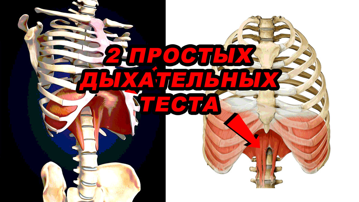 Автор - Пенкин Егор/Fit.Therapy.Official | На рисунке справа видно, как диафрагма крепится к позвоночнику.