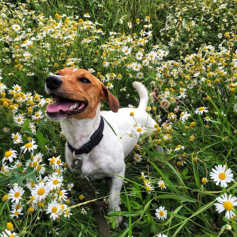 Почему собака ест траву? Объясняем причины и опровергаем миф о вегетарианстве собак