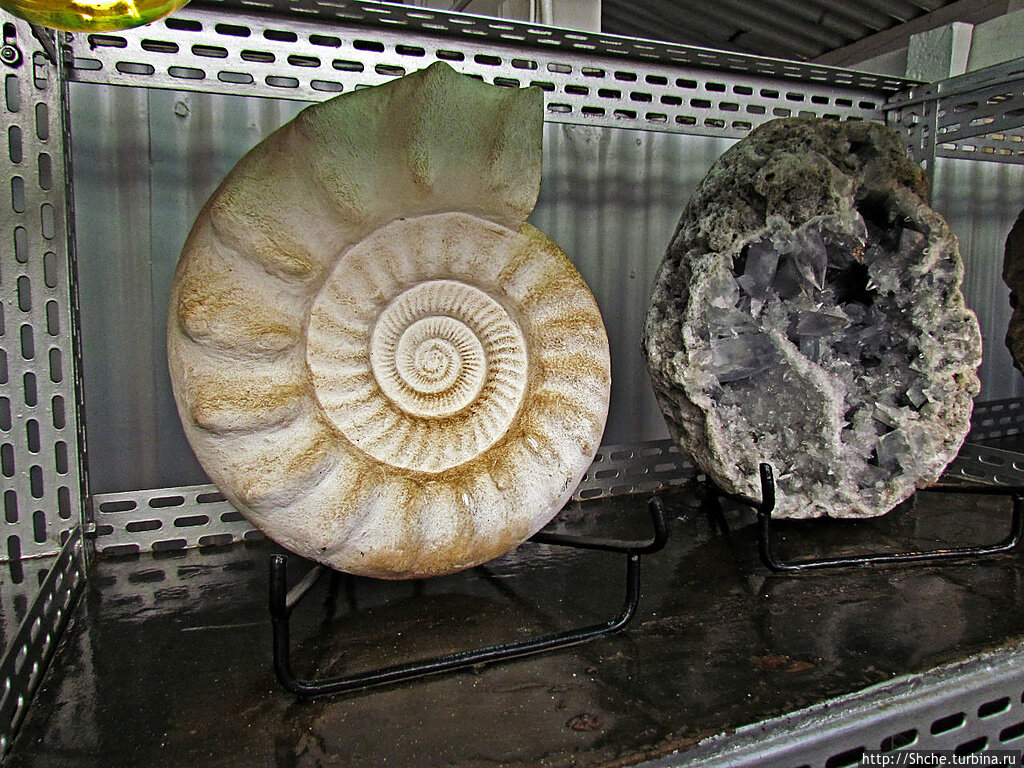 Моллюск в камне. Ракушка тридакна камень. Уральские окаменелости моллюски. Ракушки и окаменелости. Ископаемые моллюски.
