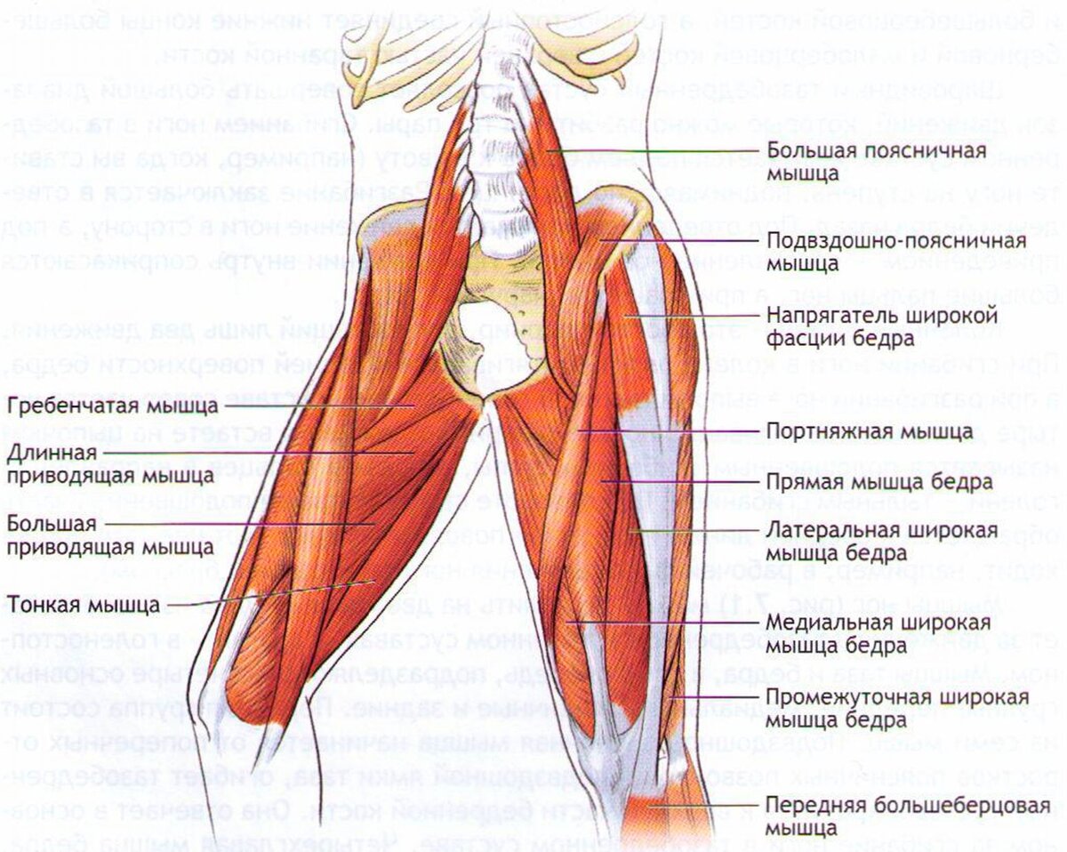 Сухожилия внутренней поверхности бедра анатомия. Мышцы и связки тазобедренного сустава. Мышцы стабилизаторы тазобедренного сустава. Мышцы бедра сбоку.