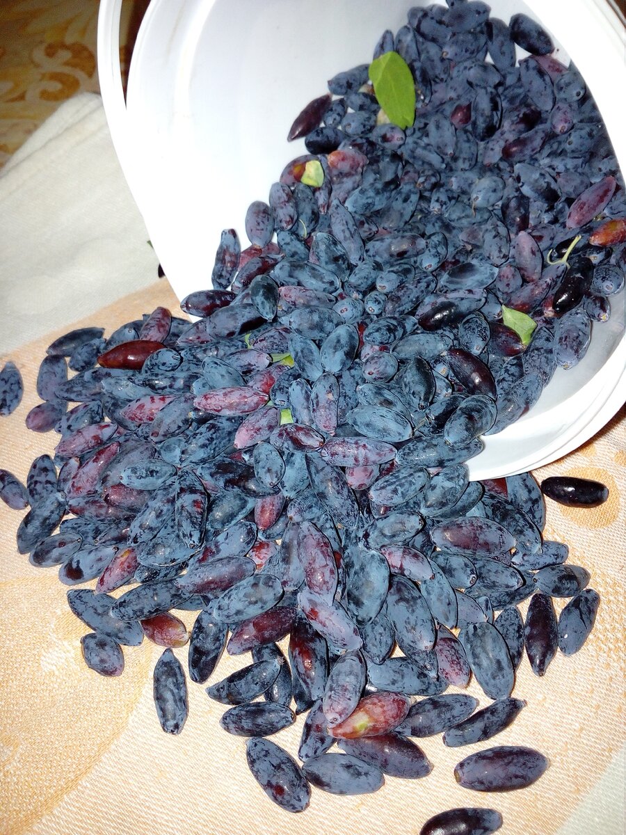 Сбор урожая. Фото из личного архива.