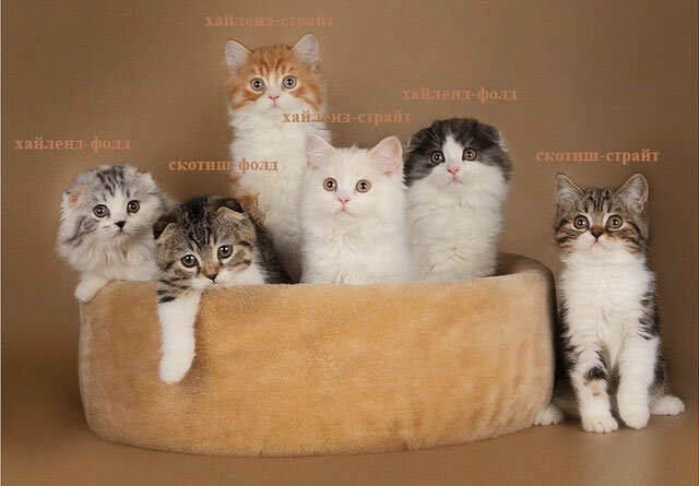 Разновидности кошек