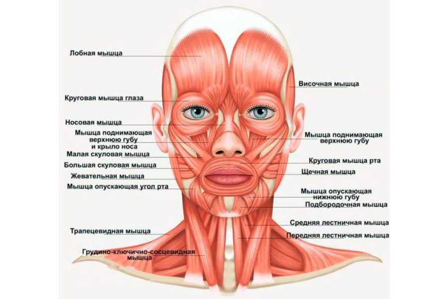 Простукиваем по мышцам, сверху вниз, ото лба до декольте, от центра к периферии. Там, где больно, простукиваем чуть сильнее. Вокруг глаз стучим по направлению часовой стрелки, то есть к носу. Про брови тоже не забываем. // massagepro.com.ua