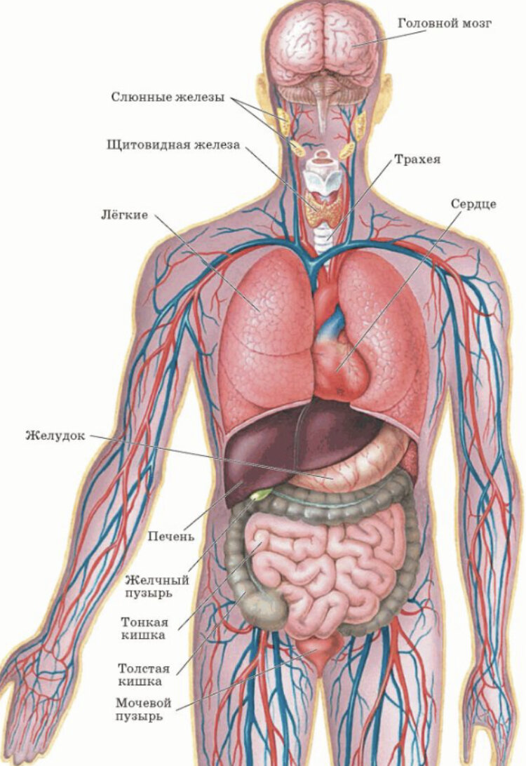 Анатомия для тех , кто пропускал уроки биологии