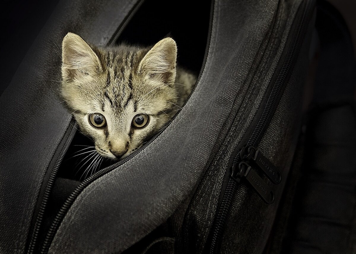 Котенок в сумке