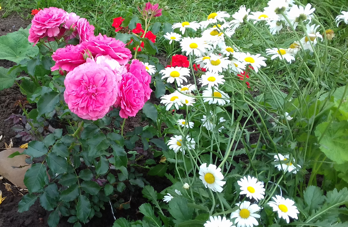 Пока в вазоне для проверки соответствия сорта - июль 2017г.